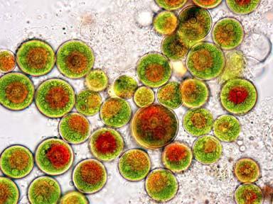 Lokalizace astaxantinu v buňkách Pigment přítomen v lipidových globulích v cytoplasmě (mimo chloroplast). Astaxantin se hromadí v cytoplasmě palmelových buněk a akinet.