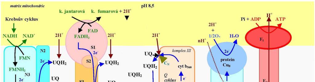 3. Transport elektronů v dýchacím řetězci využití energie elektronů (z redukovaných koenzymů) pro