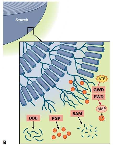 ) bílkoviny hydrolýza na amk, deaminace organické kyseliny tuky - hydrolýza lipázou (glycerol a mastné kyseliny) lipid.