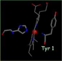 cysteine ligands ferrocytochrome c ==>