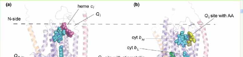 cyt b6/f