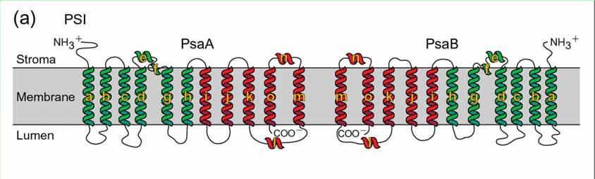 Proteiny fotosystému II - velké