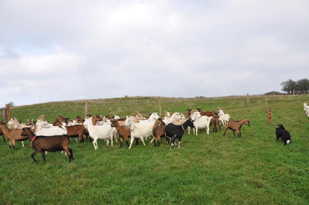 Ovce a kozy pasené na TP Podpora na bahnice/kozy, které jsou paseny na trvalých travních porostech nebo na travním porostu na orné půdě min. od 15.05. do 11.09.