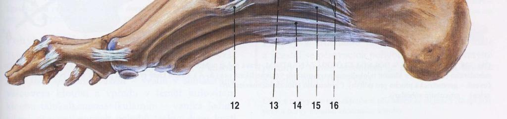 cuneonavicularia plantaria 5 ligamentum collaterale mediale 14 ligamentum plantare longum hlezenního kloubu (lig.