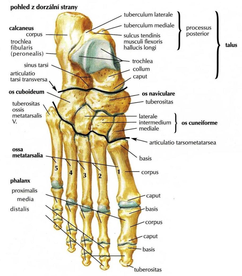 Obr. 1.1 Kosti nohy (Netter, 2012). 1.1.2 Klouby nohy Horní zánártní (hlezenní) kloub (art.