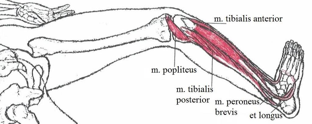 trupová stabilizace je základním předpokladem pro cílenou funkci nohy, proto cvičení začínáme ovlivněním HSSP. Cvičí se ve vývojových řadách (Kolář, 2009).