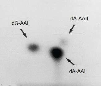 Výsledky V případě cytochromů P450 podrodiny 1A však bylo tvořeno množství aduktů AAI s DNA výrazně vyšší, zejména v případě CYP1A2.