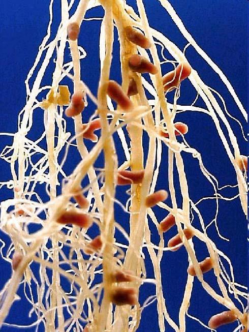 Rhizobium Gramnegativní tyčkovitá bakterie, žije v symbioze s bobovitými