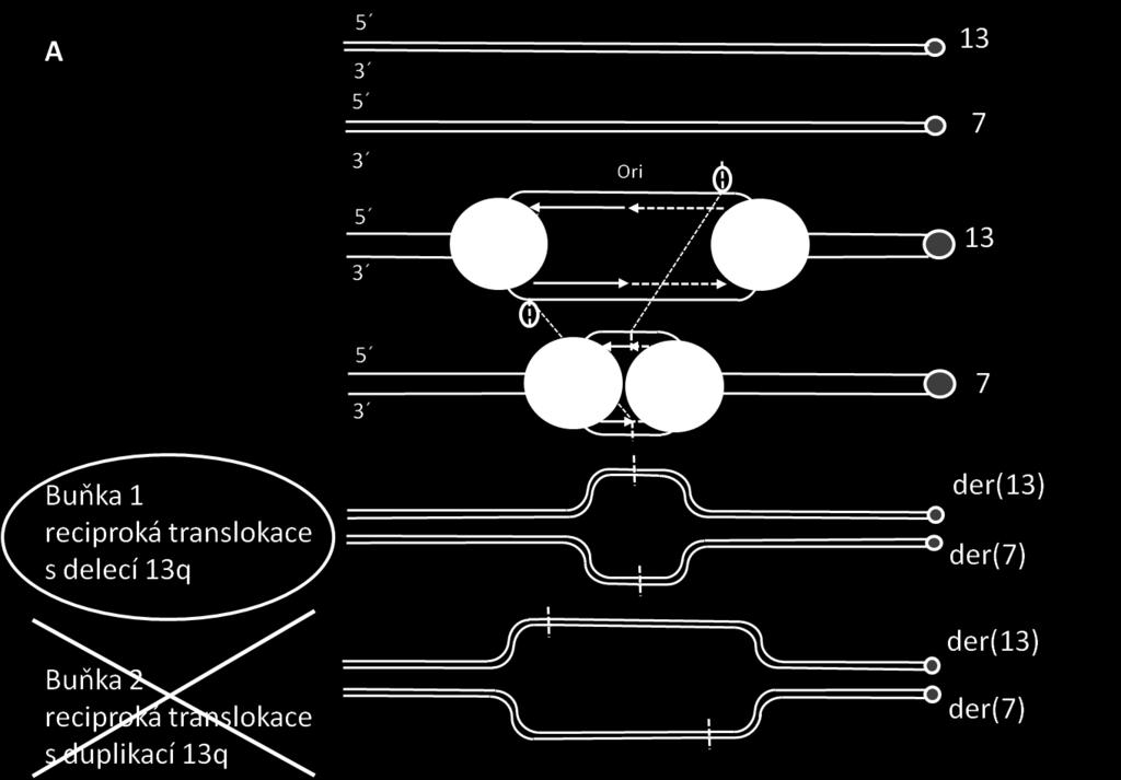 Mechanismus vzniku delece v místě translokačního zlomu Vhodným mechanismem pro jednokrokový