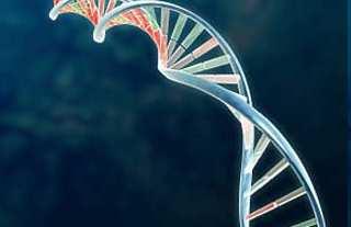 Geny jsou specifické sekvence bázi, které kódují návod pro produkci proteinů