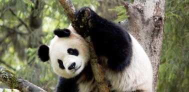 Panda velká 192 vzorků trusu 136 genotypů 53
