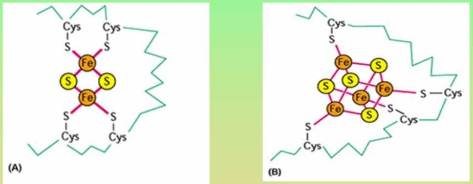 ), cytochrom f