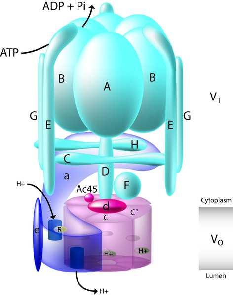 Přeměny chemické energie energie gradientů primární aktivní transport - protonové pumpy: ATPázy (F- type: ATP-synthase, V-, P-type) H + -PPázy (tonoplast) H + gradient sekundární aktivní