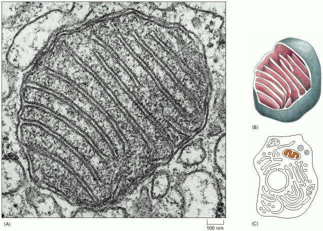Anatomie mitochondrie matrix prostor obklopen vnitřní membránou kristy-