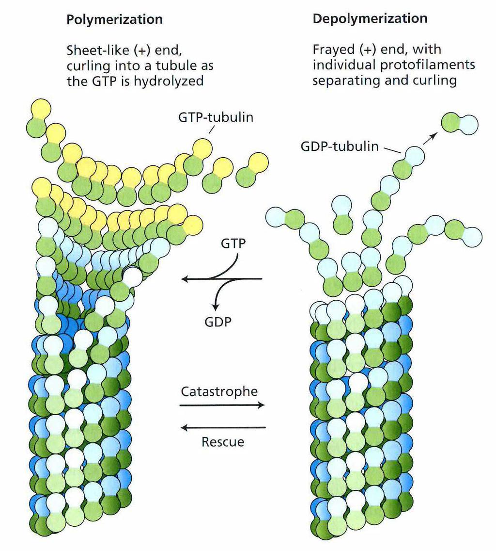 Cytoskelet: Tubulin a mikrotubuly dimerαa β tubulinu mikrotubul je zložený z