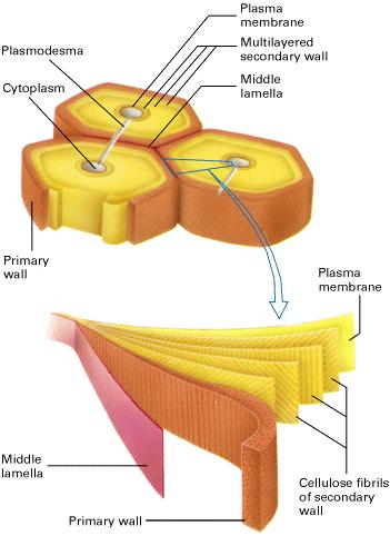 Buněčná stěna Plazmodesma