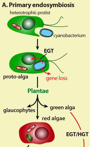 Plastidy