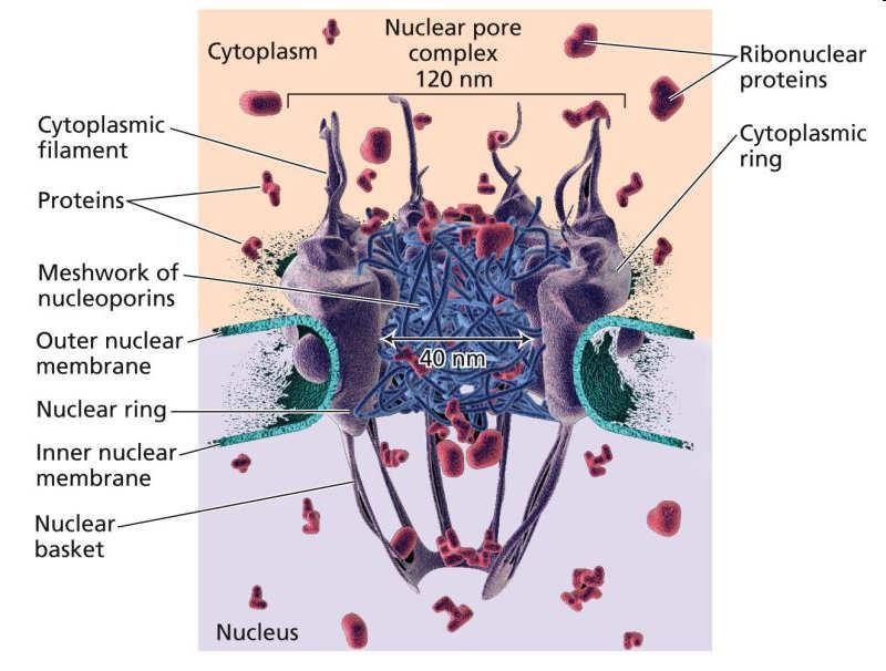 transport bílkovin a RNA z jádra. Jaderná membrána Samir S. Pater: http://video.google.
