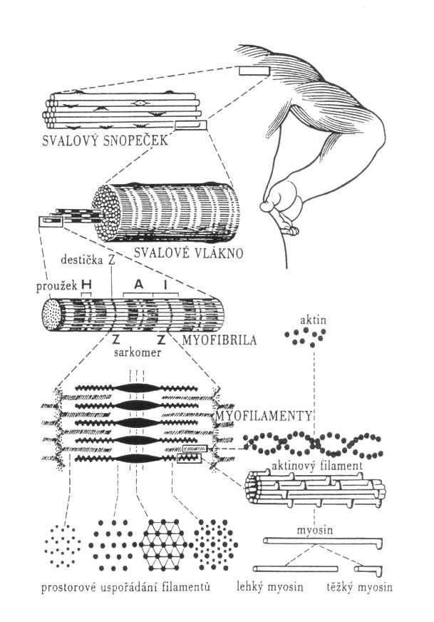 Aktinová vlákna, jeţ jsou zakotvena v Z-liniích, jsou sloţena ze dvou spirálně stočených makromolekul, zasahujících mezi tlustá myozinová vlákna (Dylevský, 2009). Obr.