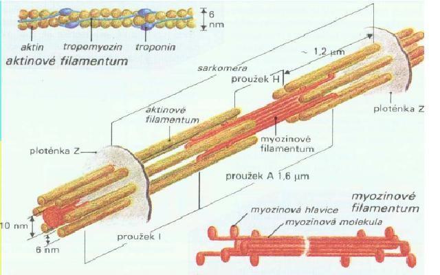 Obr. 2 Sarkomera (Novotná, 2006) Druhy svalových vláken Svalová vlákna mají řadu společných znaků, které dovolují jejich jednotný obecný popis.