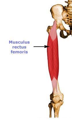 Přímý stehenní sval m. rectus femoris (obr. 5) provádí extenzi kolenního kloubu a flexi kloubu kyčelního. Prostřední hlava m. vastus intermedius (obr.