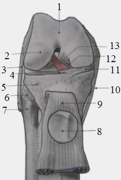 Obr. 6 Pohled zpředu do kolenního kloubu (Dylevský, Palestra, 2009) Vysvětlivky: 1 - facies patellaris, 2 - condylus lateralis femoris, 3 - lig. collaterale fibulare, 4 - lig.