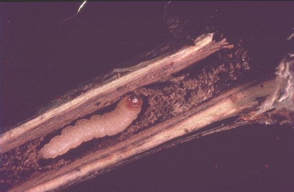 Larvy oboch škodcov ožierajú listy ríbezlí a egrešov, niekedy môžu spôsobiť aj holožery