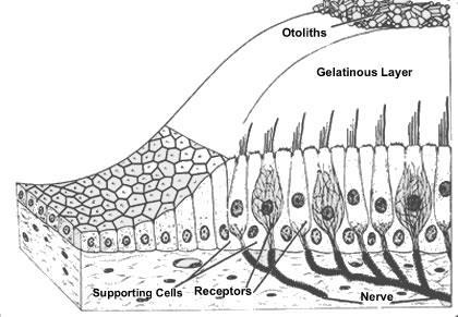 Utriculus a sacculus