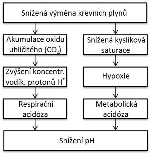 redukuje metabolismus srdce a organismus plodu je tak lépe schopen překlenout dočasnou hypoxii. Po hypoxické periodě stoupá vliv sympatiku, což vede k náhlému zvýšení FHR a FHRV.