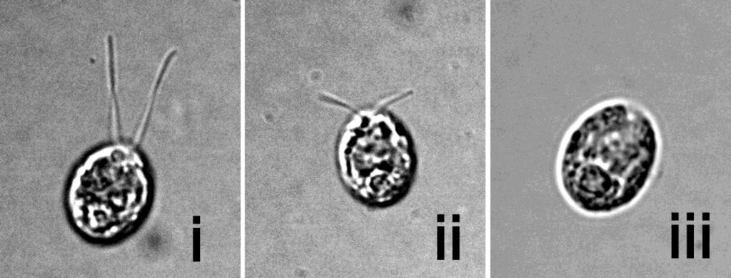 Fotografie buniek po inkubácii 120 minút. a b c Ktoré z nasledovných tvrdení je podporené výsledkom pozorovania buniek inkubovaných s cykloheximidom? A.