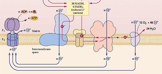 3. Oxidativní fosforylace (elektrontransportní řetězec) - Probíhá na vnitřní membráně mitochondrií - Redukované NADH a FADH 2 jsou oxidovány složkami řetězce - Konečným akceptorem elektronů je