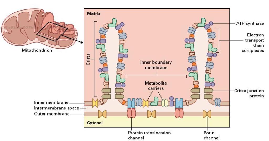 Membrána krist je místem oxidativní fosforylace, zatímco vnitřní membrána, jež je v