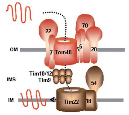 Transport proteinů do mitochondrií -TIM komplexy: TIM22: transport do vnitřní