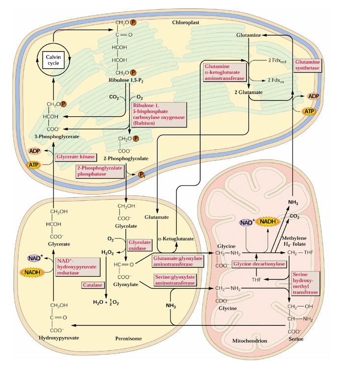 Glykolátový cyklus - fotorespirace Fotorespirace: