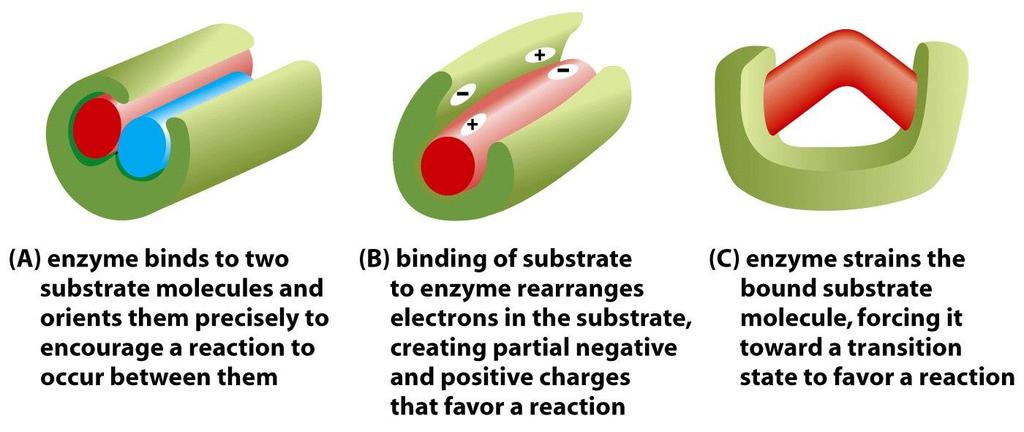 Figure 3-52 Molecular Biology of