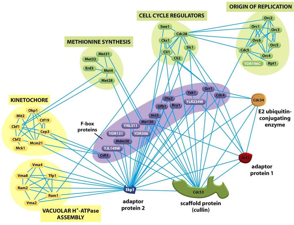 Figure 3-82 Molecular Biology of