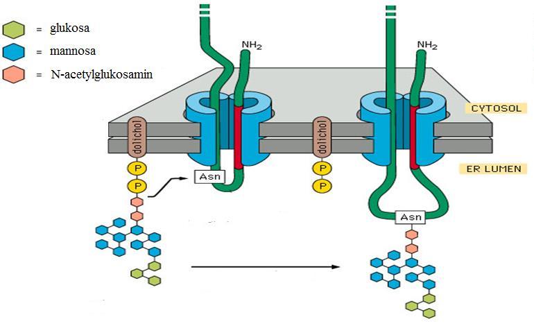 Mechanismus