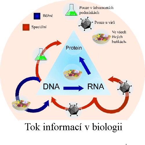 3.5 Centrální dogma molekulární biologie Existují tři různé struktury schopné nést genetickou informaci - DNA, RNA a protein.