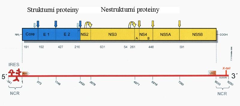 4.2 Virus HCV 4.2.1 Stavba HCV Virus HCV je RNA virus z rodiny Flaviviridae. Jeho genetickou informaci nese jedno pozitivně orientované vlákno RNA.
