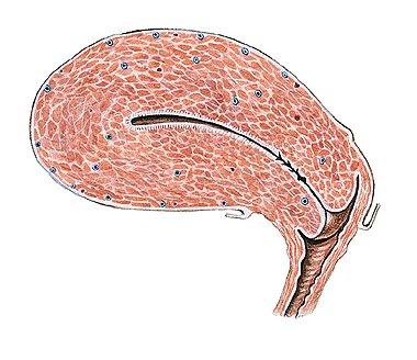 Endometrium Myometrium Parametrium