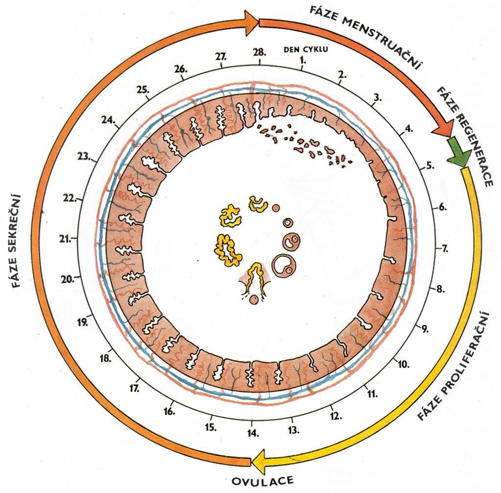 Menstruační cyklus: fáze menstruační - 1.-4. den fáze proliferační - 5.