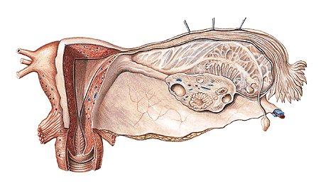 ostium abdominale, infundibulum, ampulla, isthmus, pars