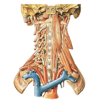 Hluboké prevertebrální svaly C vlákna m.