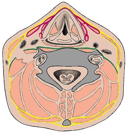 Fascia cervicalis Lamina superficialis Lamina