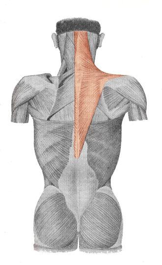 páteři) - táhne lopatku dolů DIAGNOSTIKA - diagnostikuje se horní část svalu trapézového úklonem