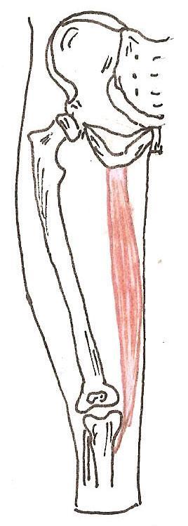Štíhlý sval stehenní (m. gracilis) Jediný dvoukloubový adduktor stehna, končí pod kolenem, vytváří vnitřní linii stehna.