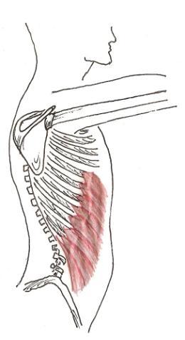 BOČNÍ ŠIKMÝ SVAL BŘIŠNÍ ZEVNÍ (m. obliguus abdominis externus) osmi zuby na dolních osmi žebrech, navazují na začátky předního svalu pilovitého a širokého zádového.