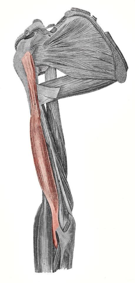 na horní přední část vřetení kosti (drsnatina kosti vřetení) flexe (ohnutí) v lokti, supinují předloktí (rotační pohyb předloktí palcem ven), v ramenním kloubu dlouhá hlava abdukuje (upažuje) a