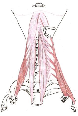 ZDVIHAČ HLAVY (musculus sternocleidomastoideus) Protáhlý sval, táhne se vepředu na krku šikmo vzhůru. Leží na stranách krku.