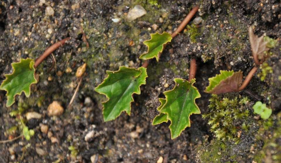 JN Cyclamen hederifolium listy